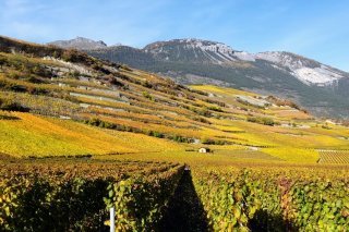 Lutter contre le morcellement des parcelles et rajeunir un vignoble vieillissant : des étapes pour renforcer la vigne en Valais